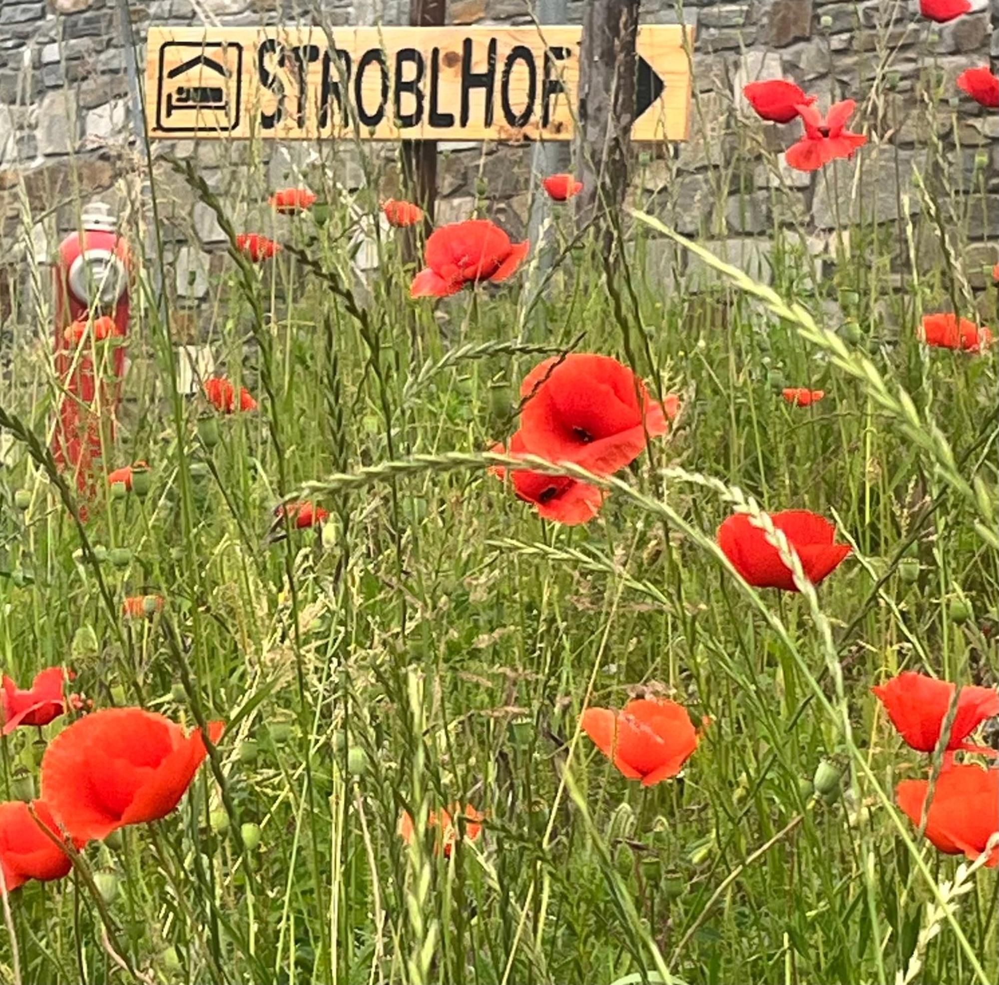 Stroblhof Lägenhet Sterzing Exteriör bild