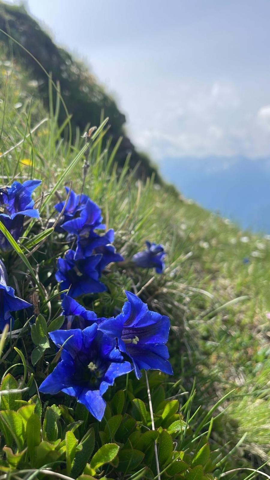 Stroblhof Lägenhet Sterzing Exteriör bild